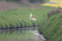 Stillingfleet Barn Owl