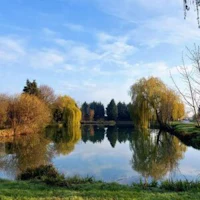 a pond surrounded by trees on a sunny day