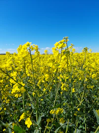 Field of rapeseed in Stillingfleet