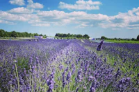 lavender fields in the netherlands